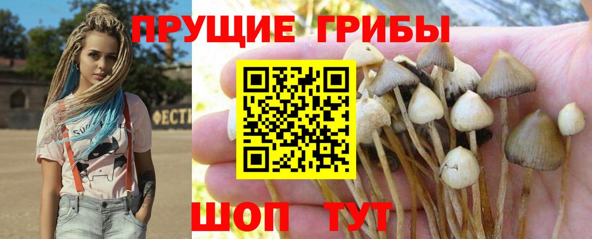 Камышлов  Галлюциногенные грибы Cubensis  Вход с VPN 